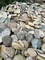Pebble Wall Stones,Landscaping Pebbles,Pebble L Corner Stone,Pebble Wall Cladding,Pebble Stones supplier